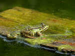 FZ008060 Marsh frog (Pelophylax ridibundus) on plank.jpg